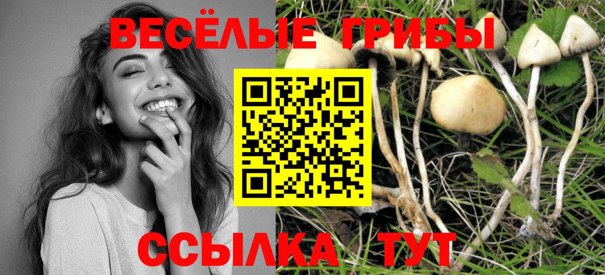 Галлюциногенные грибы Psilocybine cubensis Ачхой-Мартан